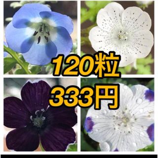 　9月〜蒔いています　ネモフィラ　4種類で　120粒(プランター)