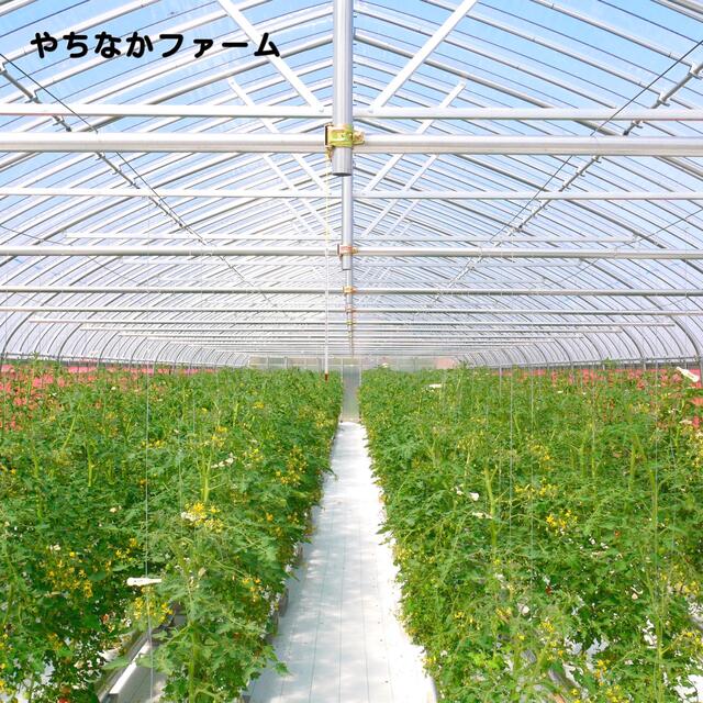 カラートマト 2kg  青森県産☘️イエローミミ 採れたてを産地直送します！ 食品/飲料/酒の食品(野菜)の商品写真