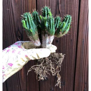 多肉植物　ユーフォルビア　紅キリン　抜き苗　(その他)