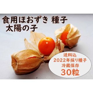 【美容効果で注目】　食用ほおずき「太陽の子」種30粒 ワンコイン500円(野菜)