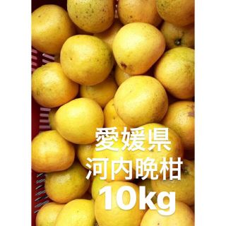 愛媛県産　河内晩柑　宇和ゴールド　柑橘　10kg(フルーツ)