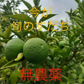 畑でとれた今が旬の無農薬　すだち　20個　お早目に。(フルーツ)