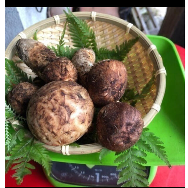 岩手県産松茸 250g-