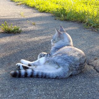 ころすけ様　専用ページ(ドライフラワー)