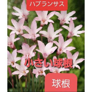 フラワー(flower)の花の球根(多年草)(その他)