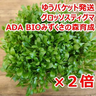 グロッソスティグマ　１０ｃｍ×２個 ADA　水草　前景草　ゆうパケット発送(アクアリウム)