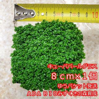 キューバパールグラス　８ｃｍ×１個　ADA　水草　前景草　ゆうパケット発送(アクアリウム)