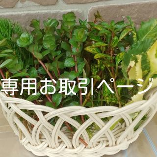 (水草・水上葉)　専用　水草オーダー品　２(アクアリウム)