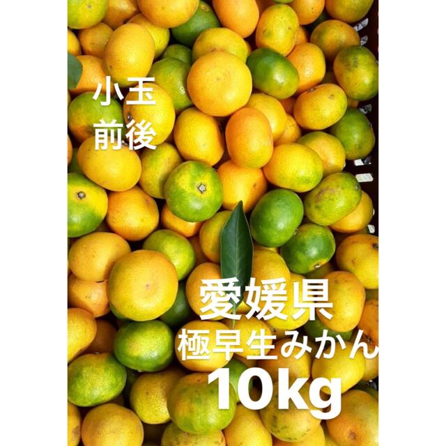 愛媛県産　小玉　極早生みかん　柑橘　10kg