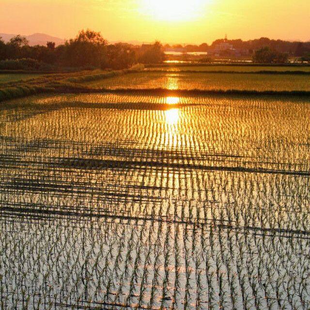 2022年度新米!北海道産ゆめぴりか10kg×1玄米(農家直送 食品/飲料/酒の食品(米/穀物)の商品写真