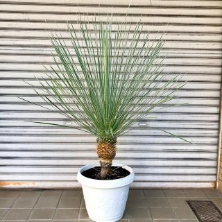 現品 Yucca Elata ユッカ エラータ 12号(その他)