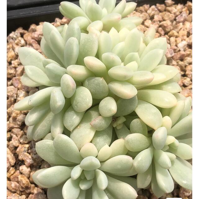 ★お求めやすく価格改定★ レッドエッグ錦 多肉植物 その他 ★お求めやすく価格改定★ レッドエッグ錦 多肉植物 その他