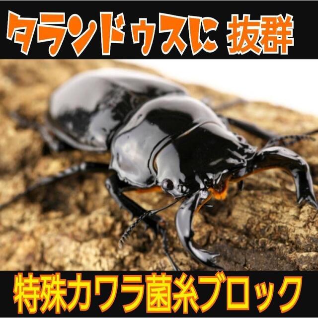 極上！初菌！カワラタケ菌糸ブロック2個☆タランドゥス・オウゴンオニクワガタに抜群 2