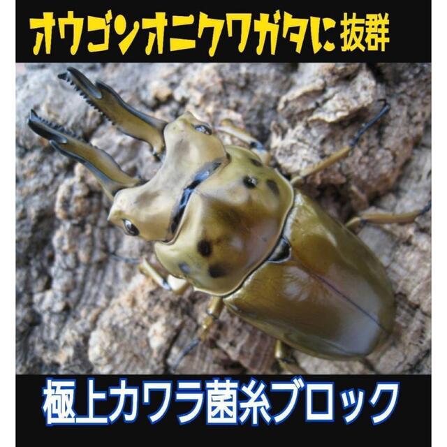 極上！初菌！カワラタケ菌糸ブロック2個☆タランドゥス・オウゴンオニクワガタに抜群