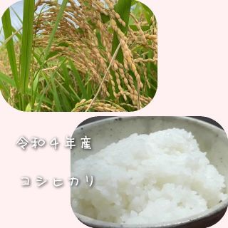 令和４年茨城県産　コシヒカリ玄米10kg(米/穀物)