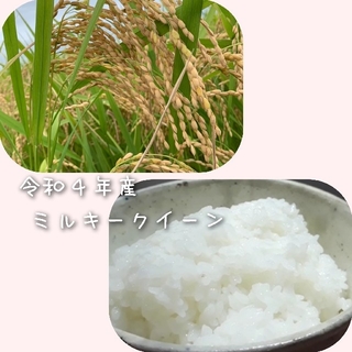 令和４年茨城県産　ミルキークイーン玄米10kg(米/穀物)