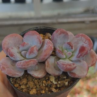 多肉植物 新品種 紫ドロップ(その他)