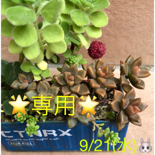 多肉植物❤︎ブロンズ姫❤︎他 ハンドメイドのフラワー/ガーデン(その他)の商品写真