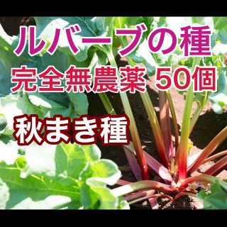 ルバーブ★種★完全無農薬★オーガニック★50個(フルーツ)