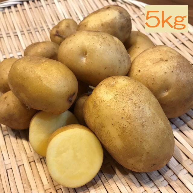 インカのめざめ 5kg 希少ジャガイモ 特別栽培 農家直送 食品/飲料/酒の食品(野菜)の商品写真