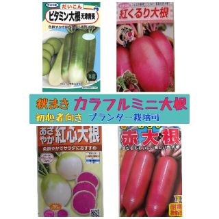 初心者向け 秋まき カラフルミニ大根 家庭菜園 プランター   野菜種(野菜)