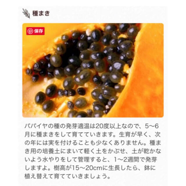 パパイヤ(グレイシオパパイヤ)種４０粒 食品/飲料/酒の食品(フルーツ)の商品写真