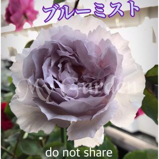 入手困難　薔薇　挿し穂　2本(その他)