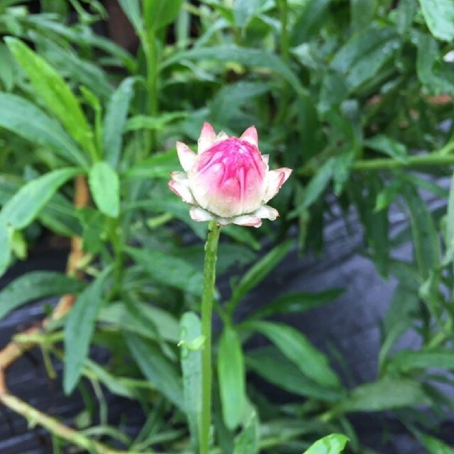ムギワラギク(麦藁菊)の花色ミックスの種30粒 ハンドメイドのフラワー/ガーデン(その他)の商品写真