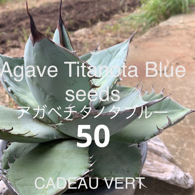 AgaveTitanotaBlue☆アガベチタノタブルー種子50粒発芽確認済 ハンドメイドのフラワー/ガーデン(その他)の商品写真