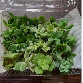 【値下げ】多肉植物カット苗セット(19種類)(その他)