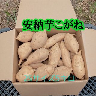 安納芋こがね2Sサイズ5kg(種子島産)(野菜)