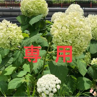 IPSコスメティックス　美容液　PP2 サンプル(美容液)