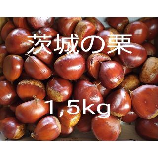 茨城の栗　1,5kg　サイズ混合　無農薬、無化成肥料栽培　常温発送(フルーツ)