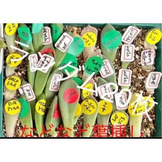 多肉植物葉挿し　20枚(その他)