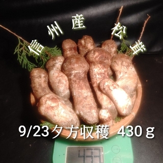 クール便対応 信州産 松茸 つぼみ 9/23夕方収穫 430ｇ 11本入(野菜)