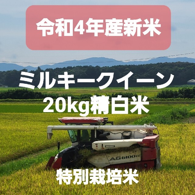 令和4年産新米20kgミルキークイーン精白米米/穀物