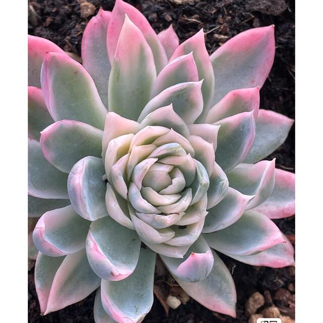 Echeveria 'Violet Queen'錦 多肉植物