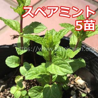 ■スペアミント苗 5株セット ハーブ野菜苗☆無農薬栽培♪(その他)