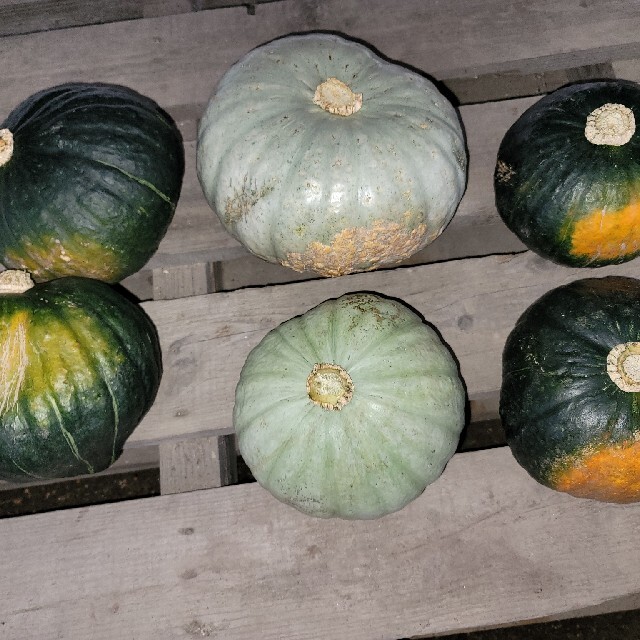 かぼちゃ10キロと小豆900グラム 食品/飲料/酒の食品(野菜)の商品写真