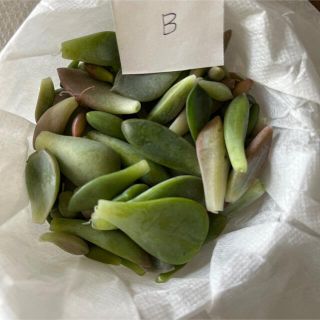 多肉植物葉挿し用B(その他)