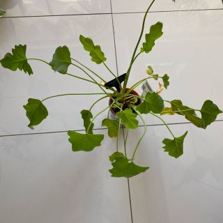 フィロデンドロン　クッカパラ　観葉植物(その他)