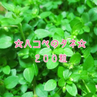 国産ハコベの種200粒★無農薬☆鳥さん、うさぎさん、カメさん、小動物さんに！(小動物)