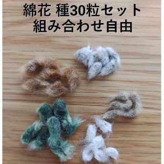 綿花 種 30粒セット(ドライフラワー)