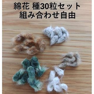 綿花 種 30粒セット(ドライフラワー)