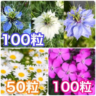 花の種　ニゲラ　ノースポール　シレネ・ピンクパンサー(その他)