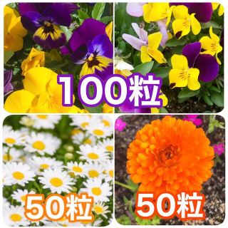 花の種　ビオラ　ノースポール　キンセンカ(その他)