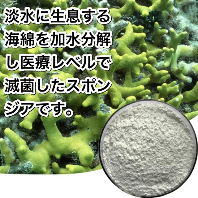 スポンジア　スピキュール その他のその他(その他)の商品写真