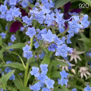 920  シノグロッサム「メモリー・マリンブルー」魅力的澄んだ青い花　種100粒(その他)
