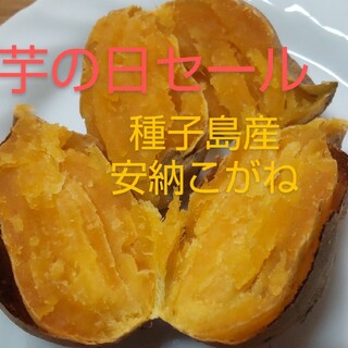 今日だけ芋の日セール　　　　　　　種子島産安納こがねミニ〜2Sサイズ混合10キロ(野菜)
