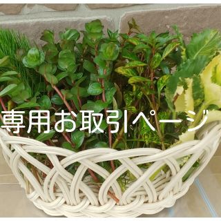 (水草・水上葉)　希少種入り７種セットＢ(アクアリウム)